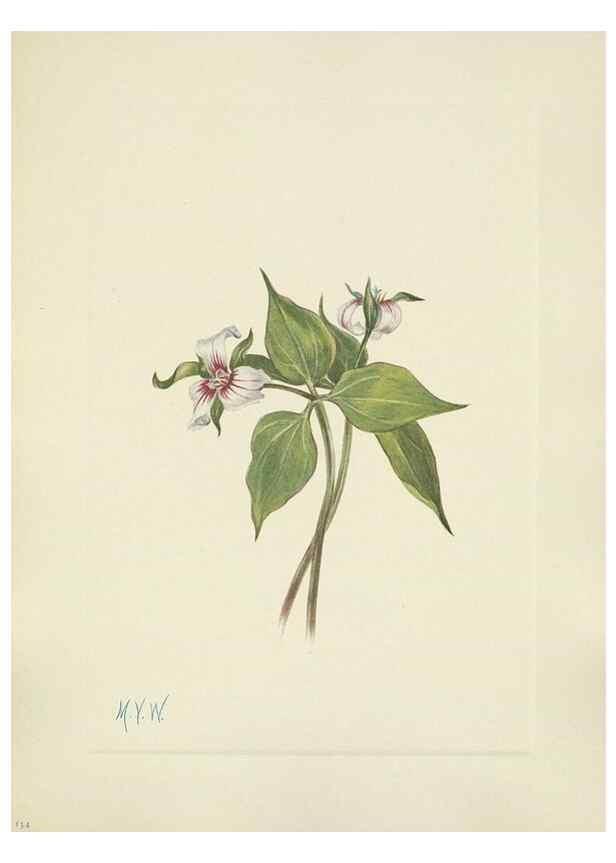 Reproducción/Reproduction 46191822784: North American wild flowers. Washington, D.C. :Smithsonian Institution,1925.. 