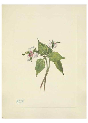 Reproducción/Reproduction 46191822784: North American wild flowers. Washington, D.C. :Smithsonian Institution,1925.. 