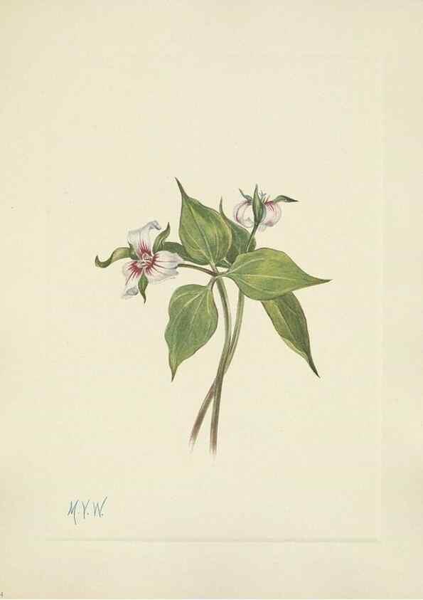 Reproducción/Reproduction 46191822784: North American wild flowers. Washington, D.C. :Smithsonian Institution,1925.. 