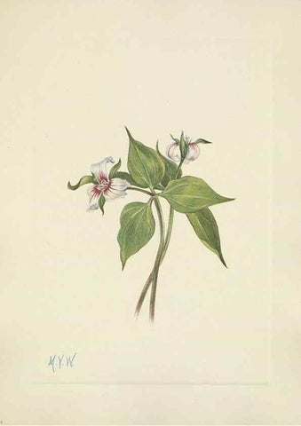 Reproducción/Reproduction 46191822784: North American wild flowers. Washington, D.C. :Smithsonian Institution,1925.. 