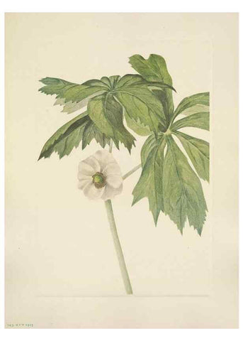 Reproducción/Reproduction 46191830414: North American wild flowers. Washington, D.C. :Smithsonian Institution,1925.. 