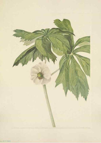 Reproducción/Reproduction 46191830414: North American wild flowers. Washington, D.C. :Smithsonian Institution,1925.. 