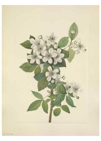 Reproducción/Reproduction 33041358458: North American wild flowers. Washington, D.C. :Smithsonian Institution,1925.. 