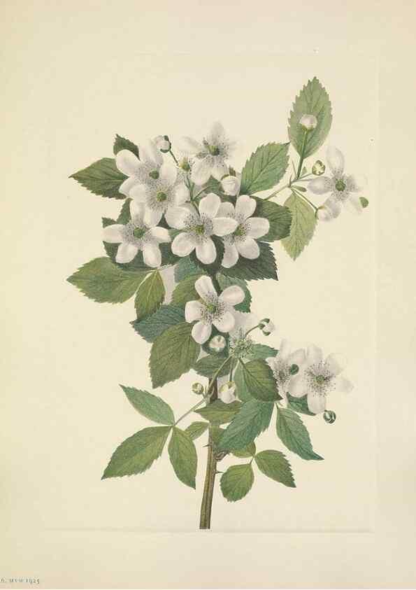 Reproducción/Reproduction 33041358458: North American wild flowers. Washington, D.C. :Smithsonian Institution,1925.. 