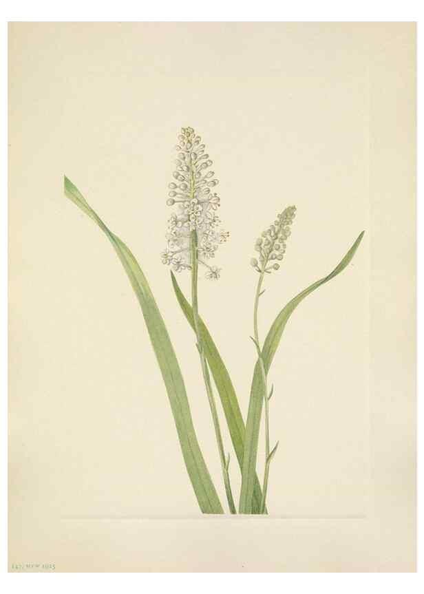 Reproducción/Reproduction 46191833904: North American wild flowers. Washington, D.C. :Smithsonian Institution,1925.. 