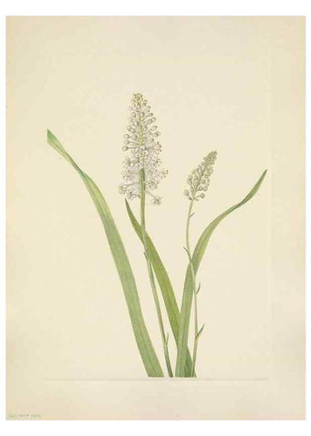 Reproducción/Reproduction 46191833904: North American wild flowers. Washington, D.C. :Smithsonian Institution,1925.. 