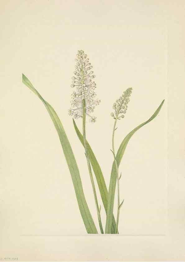 Reproducción/Reproduction 46191833904: North American wild flowers. Washington, D.C. :Smithsonian Institution,1925.. 