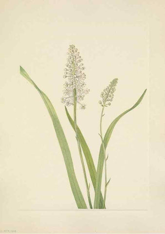 Reproducción/Reproduction 46191833904: North American wild flowers. Washington, D.C. :Smithsonian Institution,1925.. 