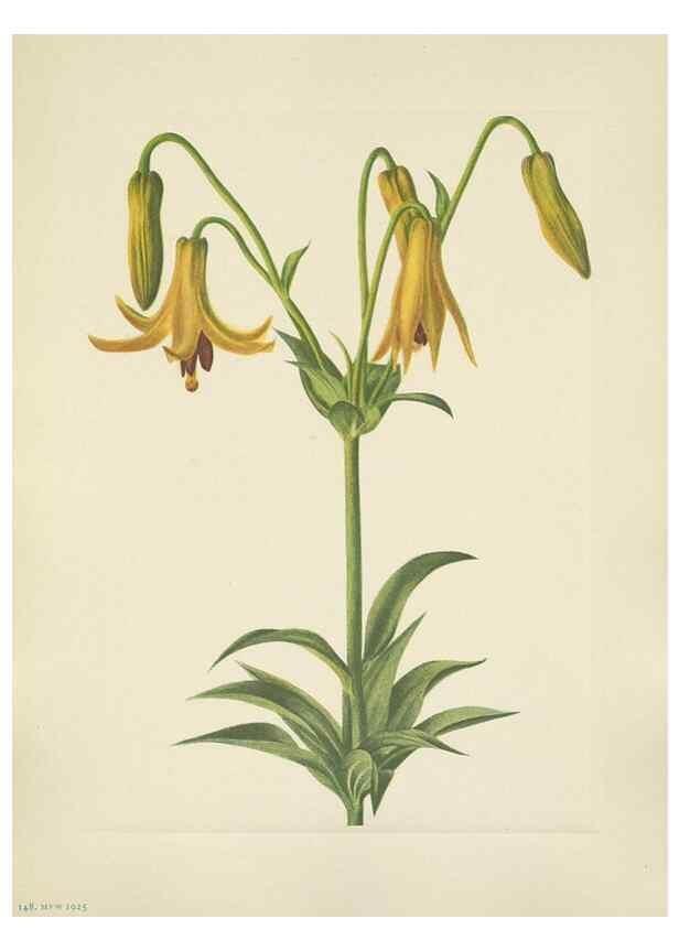 Reproducción/Reproduction 46916714861: North American wild flowers. Washington, D.C. :Smithsonian Institution,1925.. 