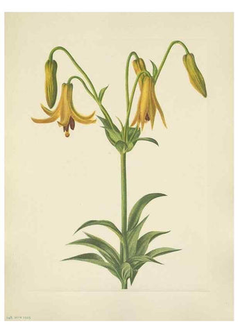 Reproducción/Reproduction 46916714861: North American wild flowers. Washington, D.C. :Smithsonian Institution,1925.. 