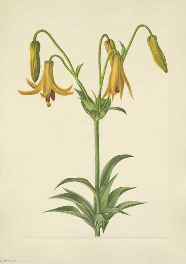 Reproducción/Reproduction 46916714861: North American wild flowers. Washington, D.C. :Smithsonian Institution,1925.. 