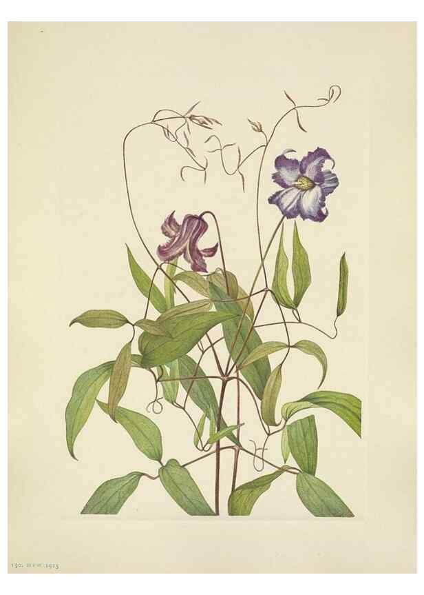 Reproducción/Reproduction 33041360568: North American wild flowers. Washington, D.C. :Smithsonian Institution,1925.. 