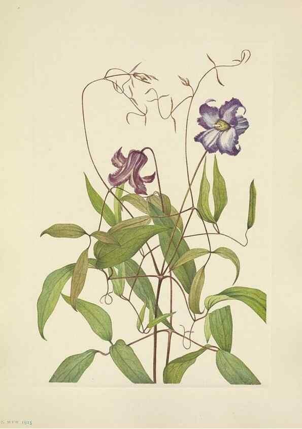 Reproducción/Reproduction 33041360568: North American wild flowers. Washington, D.C. :Smithsonian Institution,1925.. 