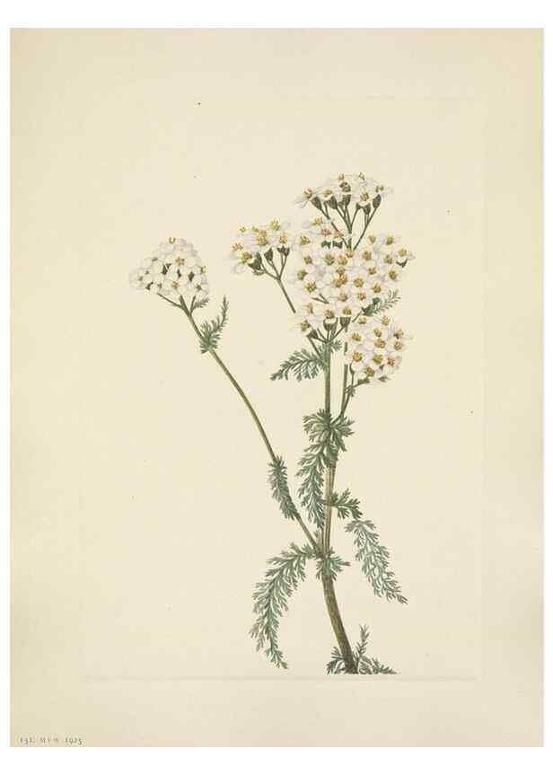 Reproducción/Reproduction 46916717571: North American wild flowers. Washington, D.C. :Smithsonian Institution,1925.. 