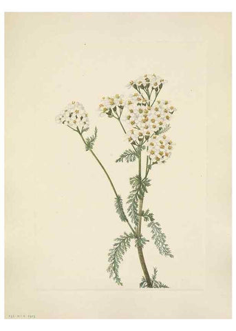 Reproducción/Reproduction 46916717571: North American wild flowers. Washington, D.C. :Smithsonian Institution,1925.. 