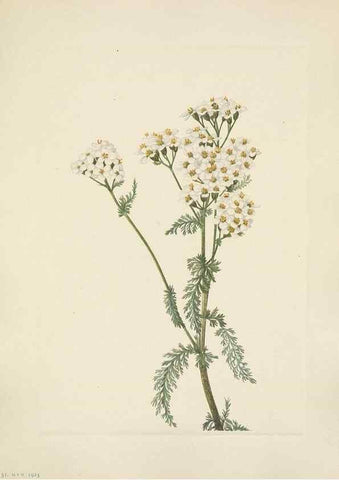 Reproducción/Reproduction 46916717571: North American wild flowers. Washington, D.C. :Smithsonian Institution,1925.. 