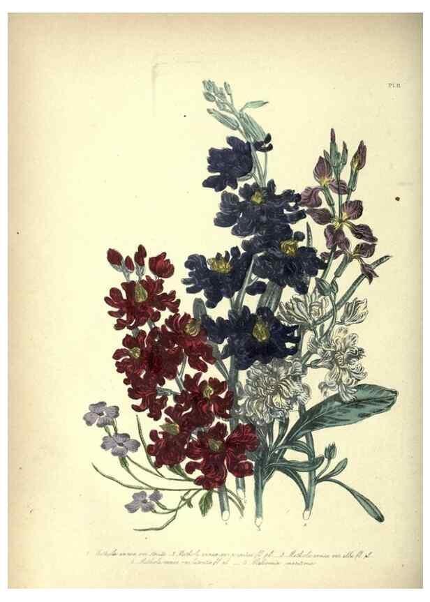 Reproducción/Reproduction 46003663725: The ladies' flower-garden of ornamental annuals.. London,W. S. Orr & co.[1849]. 