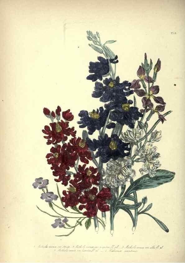 Reproducción/Reproduction 46003663725: The ladies' flower-garden of ornamental annuals.. London,W. S. Orr & co.[1849]. 