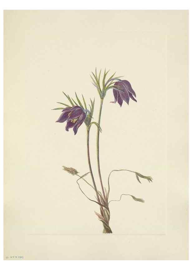 Reproducción/Reproduction 33041311828: North American wild flowers. Washington, D.C. :Smithsonian Institution,1925.. 