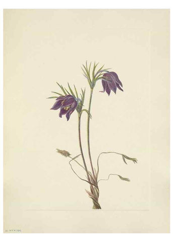 Reproducción/Reproduction 33041311828: North American wild flowers. Washington, D.C. :Smithsonian Institution,1925.. 