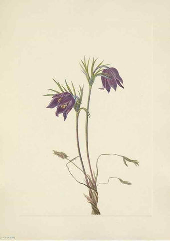 Reproducción/Reproduction 33041311828: North American wild flowers. Washington, D.C. :Smithsonian Institution,1925.. 