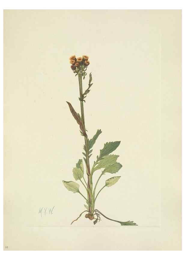 Reproducción/Reproduction 46916632871: North American wild flowers. Washington, D.C. :Smithsonian Institution,1925.. 