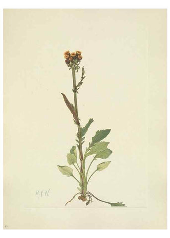 Reproducción/Reproduction 46916632871: North American wild flowers. Washington, D.C. :Smithsonian Institution,1925.. 