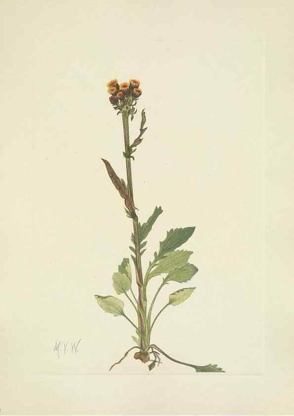 Reproducción/Reproduction 46916632871: North American wild flowers. Washington, D.C. :Smithsonian Institution,1925.. 