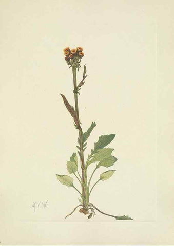 Reproducción/Reproduction 46916632871: North American wild flowers. Washington, D.C. :Smithsonian Institution,1925.. 