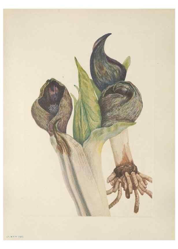 Reproducción/Reproduction 46191571634: North American wild flowers. Washington, D.C. :Smithsonian Institution,1925.. 