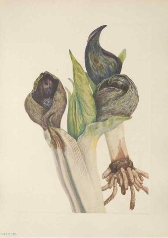 Reproducción/Reproduction 46191571634: North American wild flowers. Washington, D.C. :Smithsonian Institution,1925.. 
