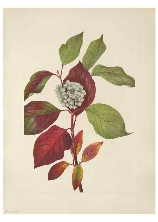 Reproducción/Reproduction 46864391552: North American wild flowers. Washington, D.C. :Smithsonian Institution,1925.. 