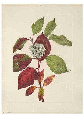 Reproducción/Reproduction 46864391552: North American wild flowers. Washington, D.C. :Smithsonian Institution,1925.. 