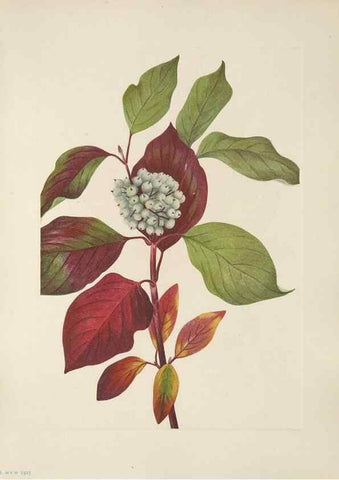 Reproducción/Reproduction 46864391552: North American wild flowers. Washington, D.C. :Smithsonian Institution,1925.. 