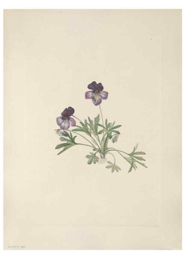 Reproducción/Reproduction 33041097388: North American wild flowers. Washington, D.C. :Smithsonian Institution,1925.. 
