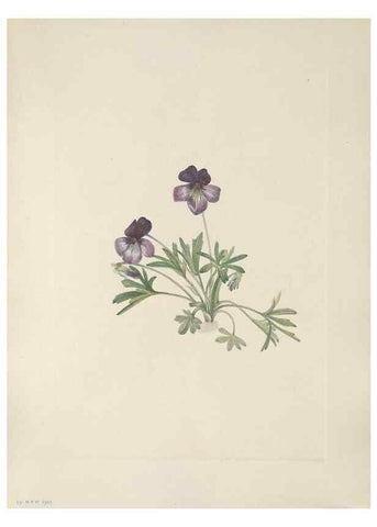 Reproducción/Reproduction 33041097388: North American wild flowers. Washington, D.C. :Smithsonian Institution,1925.. 