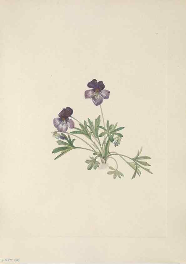 Reproducción/Reproduction 33041097388: North American wild flowers. Washington, D.C. :Smithsonian Institution,1925.. 