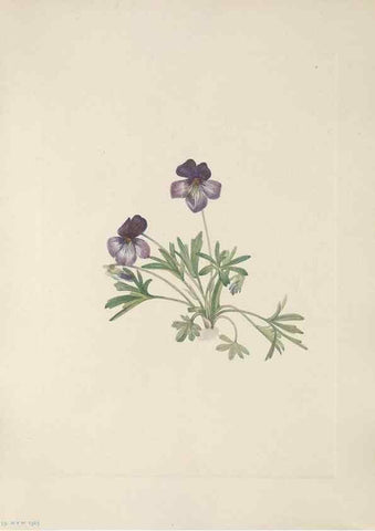 Reproducción/Reproduction 33041097388: North American wild flowers. Washington, D.C. :Smithsonian Institution,1925.. 