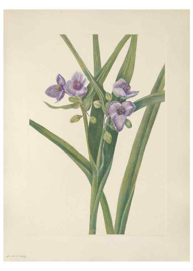 Reproducción/Reproduction 46191574644: North American wild flowers. Washington, D.C. :Smithsonian Institution,1925.. 