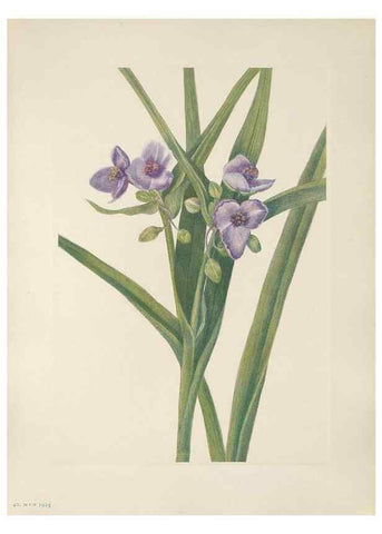 Reproducción/Reproduction 46191574644: North American wild flowers. Washington, D.C. :Smithsonian Institution,1925.. 