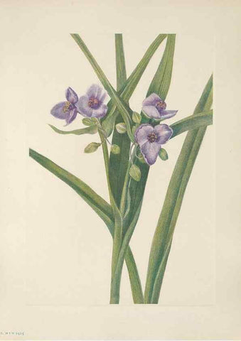 Reproducción/Reproduction 46191574644: North American wild flowers. Washington, D.C. :Smithsonian Institution,1925.. 