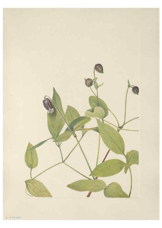 Reproducción/Reproduction 46191575504: North American wild flowers. Washington, D.C. :Smithsonian Institution,1925.. 