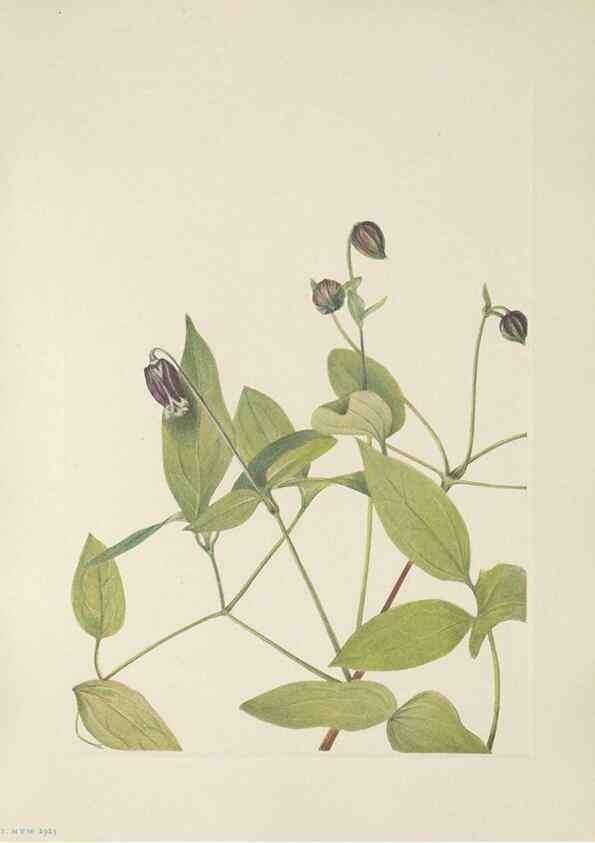 Reproducción/Reproduction 46191575504: North American wild flowers. Washington, D.C. :Smithsonian Institution,1925.. 
