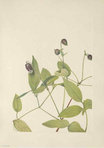 Reproducción/Reproduction 46191575504: North American wild flowers. Washington, D.C. :Smithsonian Institution,1925.. 