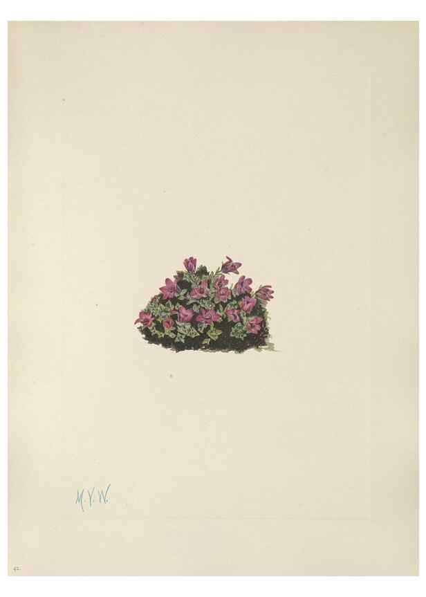 Reproducción/Reproduction 46864394482: North American wild flowers. Washington, D.C. :Smithsonian Institution,1925.. 