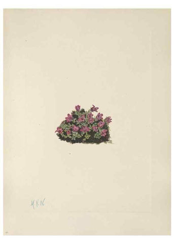 Reproducción/Reproduction 46864394482: North American wild flowers. Washington, D.C. :Smithsonian Institution,1925.. 