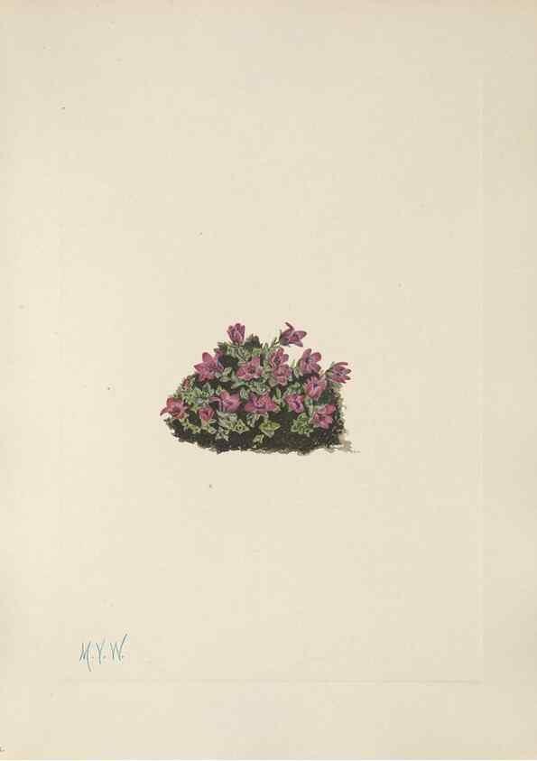 Reproducción/Reproduction 46864394482: North American wild flowers. Washington, D.C. :Smithsonian Institution,1925.. 