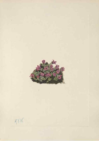 Reproducción/Reproduction 46864394482: North American wild flowers. Washington, D.C. :Smithsonian Institution,1925.. 