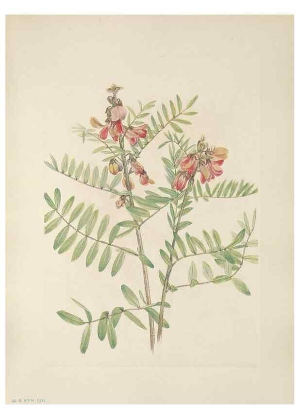 Reproducción/Reproduction 46864395682: North American wild flowers. Washington, D.C. :Smithsonian Institution,1925.. 