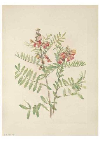 Reproducción/Reproduction 46864395682: North American wild flowers. Washington, D.C. :Smithsonian Institution,1925.. 